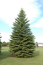 Colorado Spruce (Picea pungens) at Sherwood Nurseries