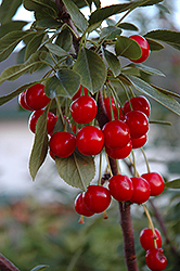 Evans Cherry (Prunus 'Evans') at Sherwood Nurseries