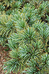 Blue Dwarf Japanese Stone Pine (Pinus pumila 'Blue Dwarf') at Sherwood Nurseries