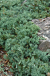 Blue Rug Juniper (Juniperus horizontalis 'Wiltonii') at Sherwood Nurseries