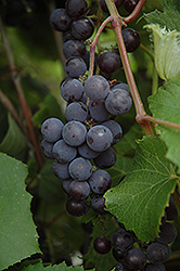 Minnesota 78 Grape (Vitis 'Minnesota 78') at Sherwood Nurseries