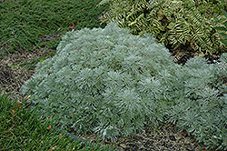Silver Mound Artemisia (Artemisia schmidtiana 'Silver Mound') at Sherwood Nurseries