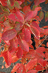 Autumn Brilliance Serviceberry (Amelanchier x grandiflora 'Autumn Brilliance') at Sherwood Nurseries