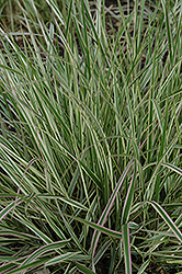 Variegated Reed Grass (Calamagrostis x acutiflora 'Overdam') at Sherwood Nurseries