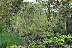 Rosemary Willow (Salix elaeagnos) at Sherwood Nurseries