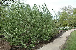 French Pussy Willow (Salix caprea) at Sherwood Nurseries