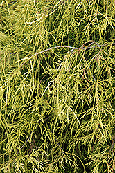 Sungold Falsecypress (Chamaecyparis pisifera 'Sungold') at Sherwood Nurseries