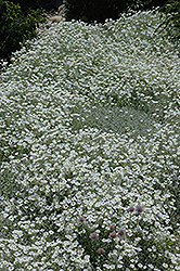 Snow-In-Summer (Cerastium tomentosum) at Sherwood Nurseries