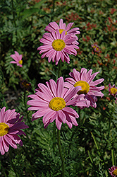 Robinson's Pink Painted Daisy (Tanacetum coccineum 'Robinson's Pink') at Sherwood Nurseries