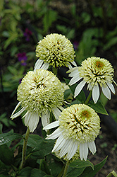 Coconut Lime Coneflower (Echinacea 'Coconut Lime') at Sherwood Nurseries