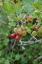 Pixwell Gooseberry (Ribes 'Pixwell') at Sherwood Nurseries