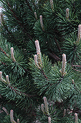 Tannenbaum Mugo Pine (Pinus mugo 'Tannenbaum') at Sherwood Nurseries