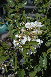 Romeo Cherry (Prunus 'Romeo') at Sherwood Nurseries
