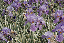 Variegated Sweet Iris (Iris pallida 'Variegata') at Sherwood Nurseries