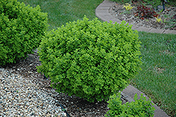 Globe Peashrub (Caragana frutex 'Globosa') at Sherwood Nurseries