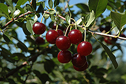 Carmine Jewel Cherry (Prunus 'Carmine Jewel') at Sherwood Nurseries