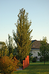Tower Poplar (Populus x canescens 'Tower') at Sherwood Nurseries