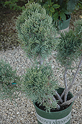 Hetz Blue Juniper (pom pom) (Juniperus chinensis 'Hetz Blue (pom pom)') at Sherwood Nurseries