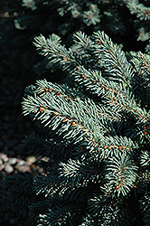 Waldbrunn Blue Spruce (Picea pungens 'Waldbrunn') at Sherwood Nurseries