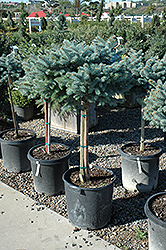 Globe Blue Spruce (tree form) (Picea pungens 'Globosa (tree form)') at Sherwood Nurseries
