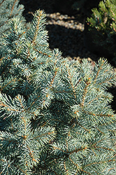 Sester Dwarf Blue Spruce (Picea pungens 'Sester Dwarf') at Sherwood Nurseries