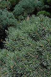 French Blue Scotch Pine (Pinus sylvestris 'French Blue') at Sherwood Nurseries