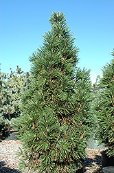 Columnar Mugo Pine (Pinus mugo 'Columnaris') at Sherwood Nurseries