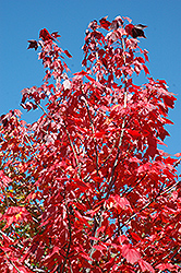 Northwood Red Maple (Acer rubrum 'Northwood') at Sherwood Nurseries