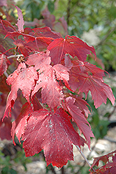 Scarlet Jewel Red Maple (Acer rubrum 'Bailcraig') at Sherwood Nurseries