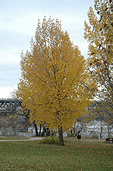 Siouxland Poplar (Populus deltoides 'Siouxland') at Sherwood Nurseries
