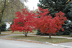 Flame Amur Maple (Acer ginnala 'Flame') at Sherwood Nurseries