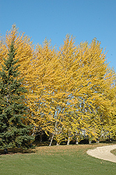 Balsam Poplar (Populus balsamifera) at Sherwood Nurseries