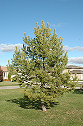 French Blue Scotch Pine (Pinus sylvestris 'French Blue') at Sherwood Nurseries