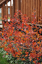 Autumn Magic Black Chokeberry (Aronia melanocarpa 'Autumn Magic') at Sherwood Nurseries