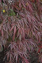 Tamukeyama Japanese Maple (Acer palmatum 'Tamukeyama') at Sherwood Nurseries