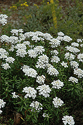 Purity Candytuft (Iberis sempervirens 'Purity') at Sherwood Nurseries