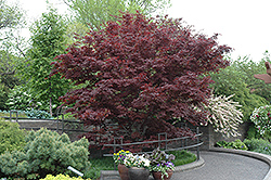 Bloodgood Japanese Maple (Acer palmatum 'Bloodgood') at Sherwood Nurseries