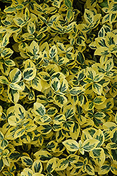 Emerald 'n' Gold Wintercreeper (Euonymus fortunei 'Emerald 'n' Gold') at Sherwood Nurseries