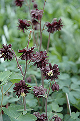 Black Barlow Columbine (Aquilegia vulgaris 'Black Barlow') at Sherwood Nurseries