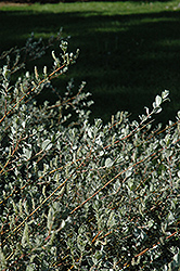 Creeping Willow (Salix repens 'var. argentea') at Sherwood Nurseries