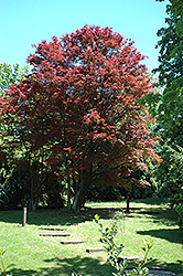 Purple-Leaf Japanese Maple (Acer palmatum 'Atropurpureum') at Sherwood Nurseries