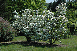 Chinese Snowball Viburnum (Viburnum macrocephalum) at Sherwood Nurseries