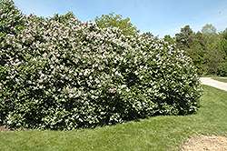 Late Lilac (Syringa villosa) at Sherwood Nurseries