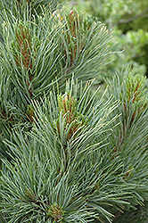 Blue Swiss Stone Pine (Pinus cembra 'Glauca') at Sherwood Nurseries