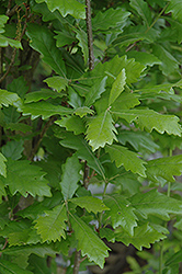 Regal Prince English Oak (Quercus 'Regal Prince') at Sherwood Nurseries
