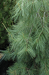 Weeping White Pine (Pinus strobus 'Pendula') at Sherwood Nurseries