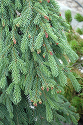 Weeping White Spruce (Picea glauca 'Pendula') at Sherwood Nurseries