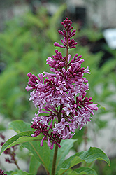 Royalty Lilac (Syringa x prestoniae 'Royalty') at Sherwood Nurseries