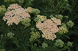 Summer Pastels Yarrow (Achillea millefolium 'Summer Pastels') at Sherwood Nurseries