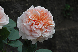 Prairie Sunrise Rose (Rosa 'Prairie Sunrise') at Sherwood Nurseries